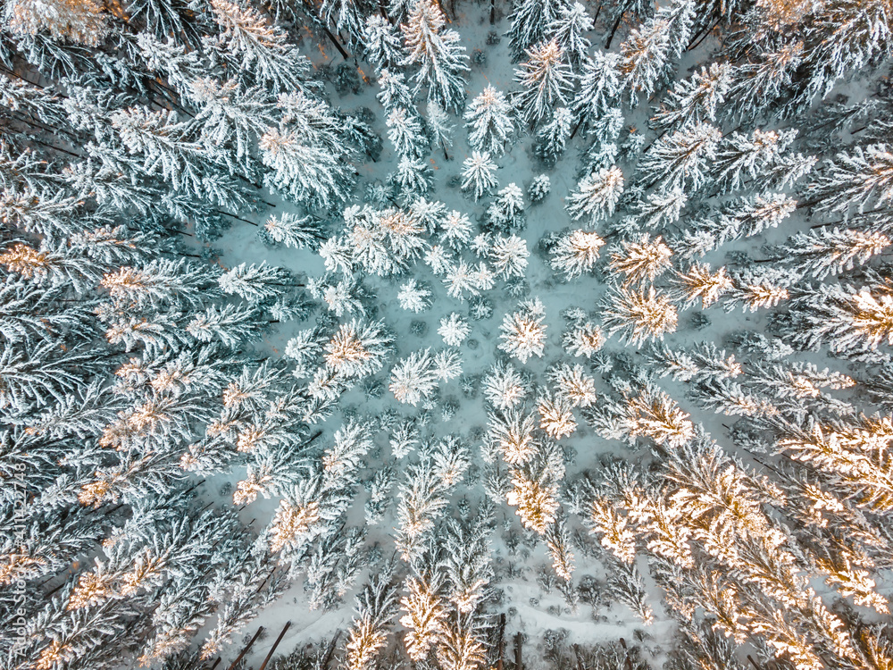 Top view on snow-covered spruce forest, Siberian spruce, forest in Siberia, Taiga winter