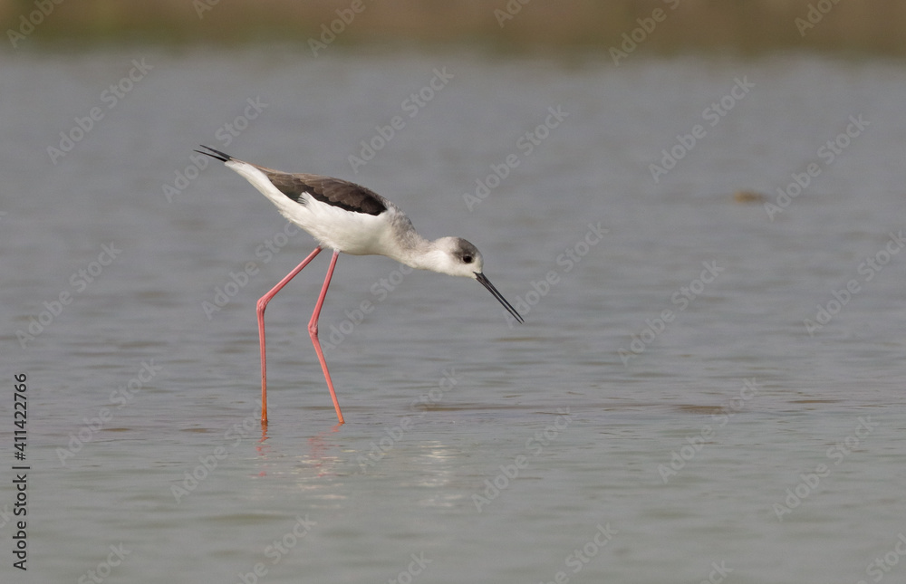 Fototapeta premium Black Winged Stilt Bird Searching Food