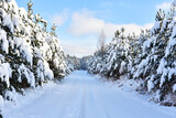 Snowy road in winter forest on sunset background. Awesome winter landscape. A snow-covered path among the trees in the wildlife. Forest in the snow. Tire tracks from a car that ran in the snow