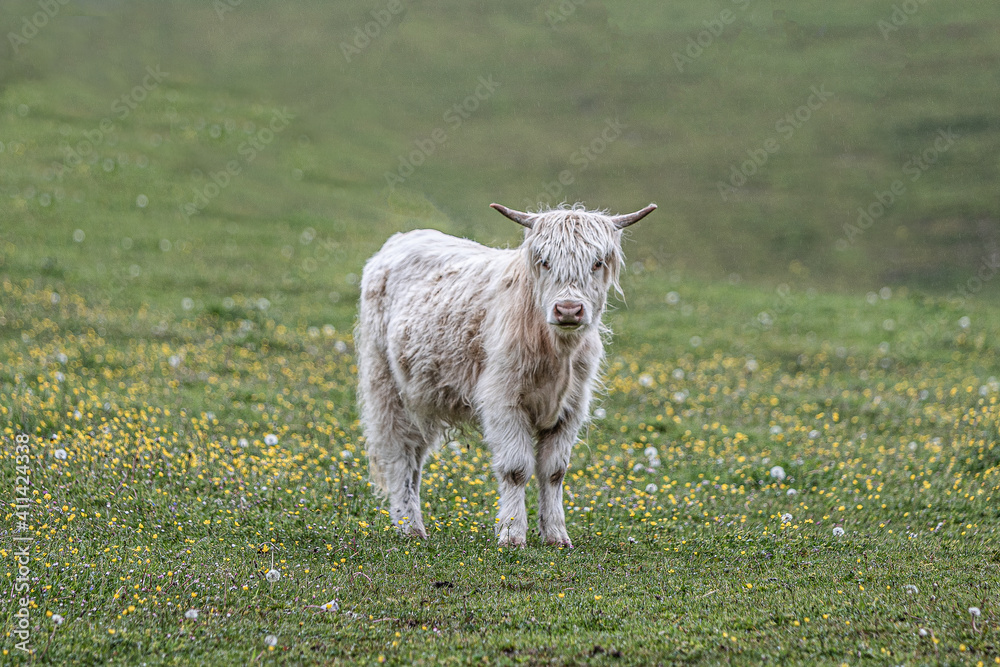 Fototapeta premium Schottisches Hochlandrind