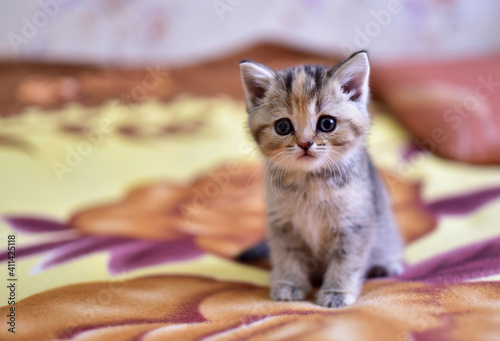 Small kitten of the British chinchilla breed. Out of focus, possible granularity, motion blur photo