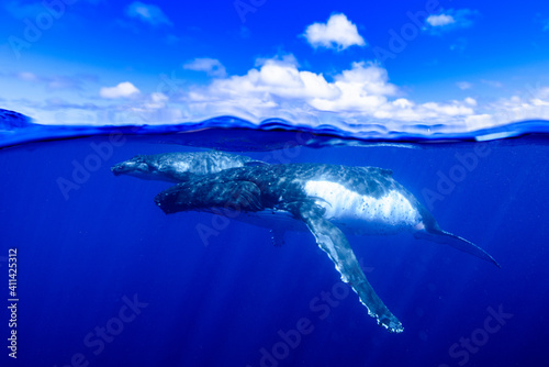 雲の下のクジラ © koji.photo.jp