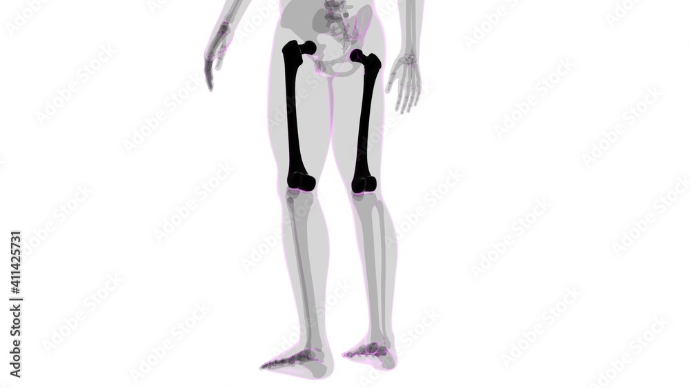 Human skeleton anatomy Femur Bone 3D Rendering Human skeleton anatomy Femur Bone 3D Rendering