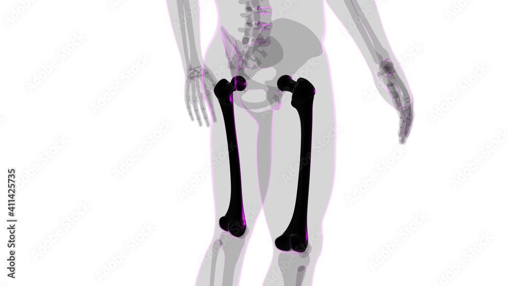 Human skeleton anatomy Femur Bone 3D Rendering Human skeleton anatomy Femur Bone 3D Rendering