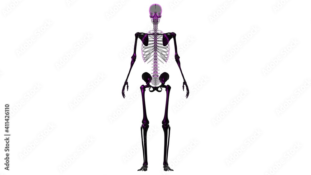 Human Skeleton Appendicular Skeleton Anatomy 3D Stock Illustration Biology Diagrams
