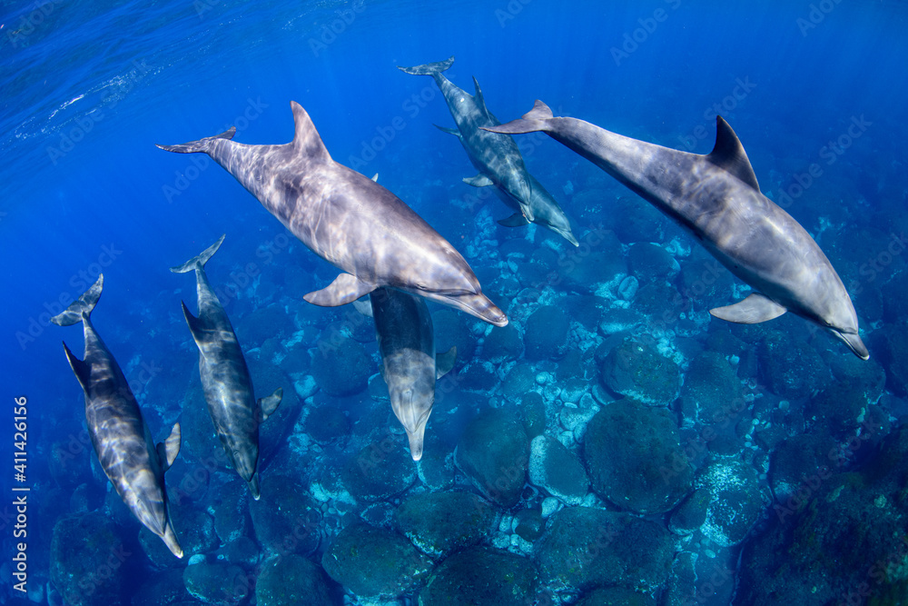 Fototapeta premium イルカのフォーメーション