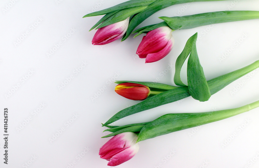 Obraz premium Pink tulips on a white background. Flowers as a gift to a woman. Women's Day, Mother's Day, 8 March.