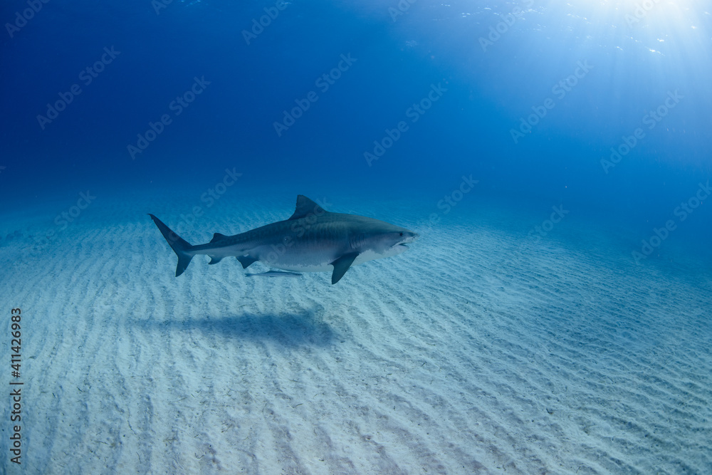 Fototapeta premium 砂紋と1匹のサメ