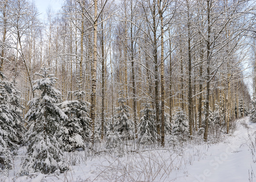 Birch grove on a winter day, trees covered with snow, snowy small spruces, beautiful snow-covered trees in the Latvian winter