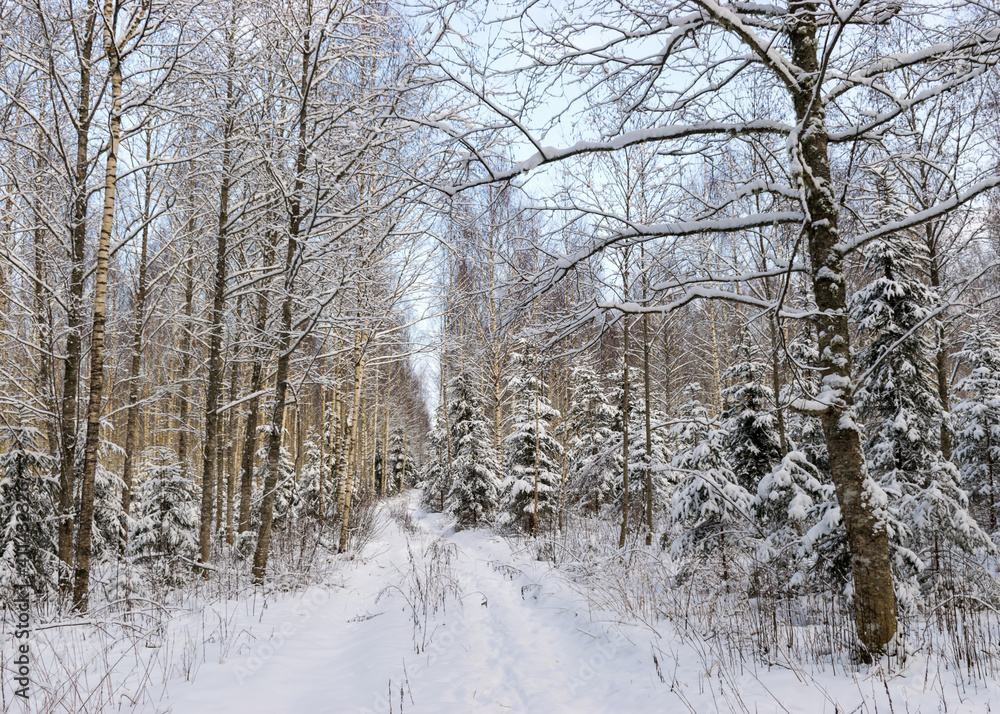 Birch grove on a winter day, trees covered with snow, snowy small spruces, beautiful snow-covered trees in the Latvian winter Birch grove on a winter day, trees covered with snow, snowy small spruces, beautiful snow-covered trees in the Latvian winter