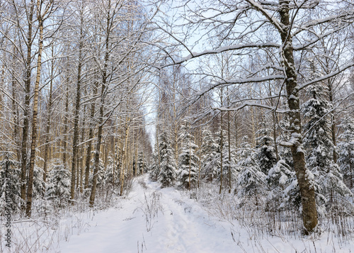 Wallpaper Mural Birch grove on a winter day, trees covered with snow, snowy small spruces, beautiful snow-covered trees in the Latvian winter Torontodigital.ca