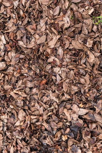 Texture of a ground, filled with brown leafs - vertical