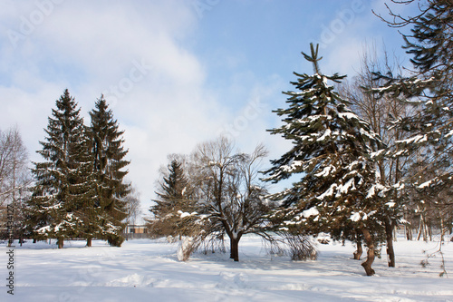 Wallpaper Mural Suburbs of Grodno. Belarus. Winter landscape. Morning park. Snow-covered trees, blue bright sky. Torontodigital.ca