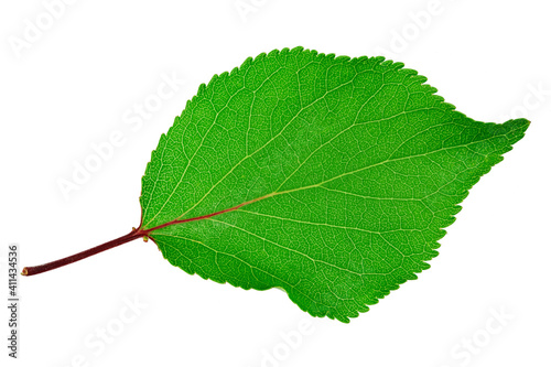 Apricot leaf isolated on a white background.