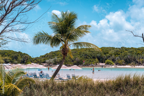 beach with palm trees