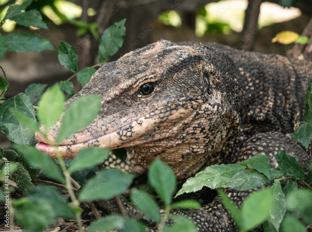 Water monitor (Varanus salvator), large lizard in Lumphini Park, Bangkok, Thailand. Water monitor (Varanus salvator), large lizard in Lumphini Park, Bangkok, Thailand.