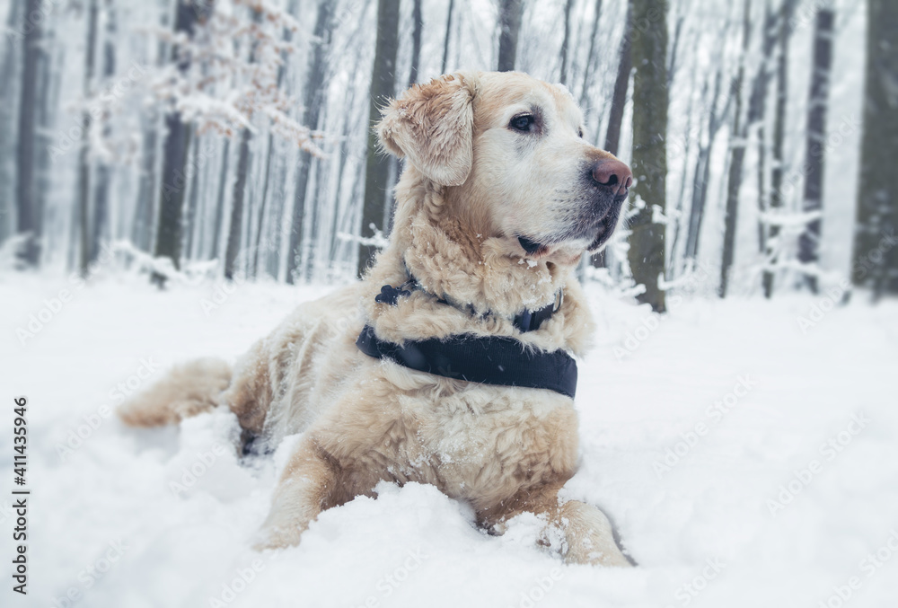 Beautiful Golden Retriever dog in winter scenery.