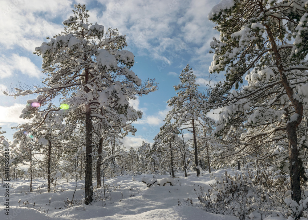 Bog snow deals