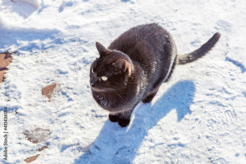 Homeless adult black cat with thick fur on a snowy street Homeless adult black cat with thick fur on a snowy street