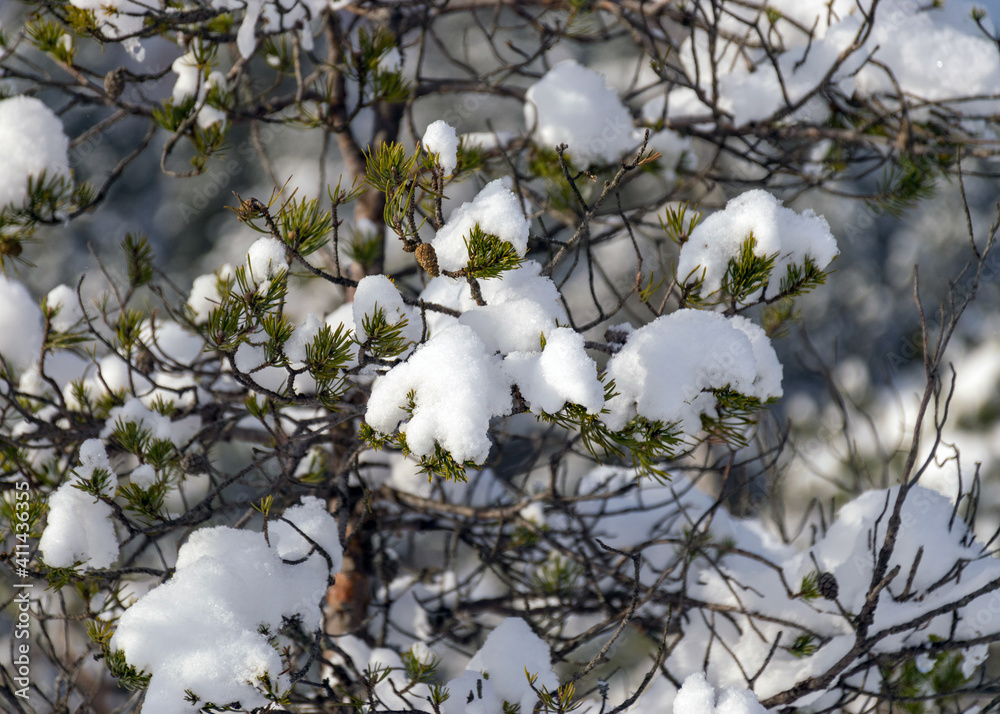 cold weather, perfect snow conditions, small bog pines under the snow, winter wonderland in the bog, powdery snow covers the bog plants cold weather, perfect snow conditions, small bog pines under the snow, winter wonderland in the bog, powdery snow covers the bog plants