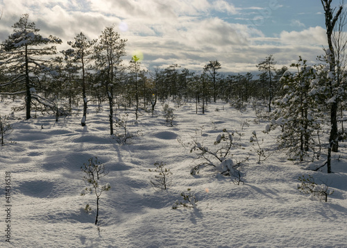 Snowy bog forest after a blizzard, amazing winter wonderland, cold weather and perfect snow conditions, powdery snow covers the bog photo