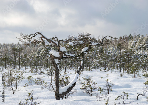 Wallpaper Mural Snowy bog forest after a blizzard, amazing winter wonderland, cold weather and perfect snow conditions, powdery snow covers the bog Torontodigital.ca