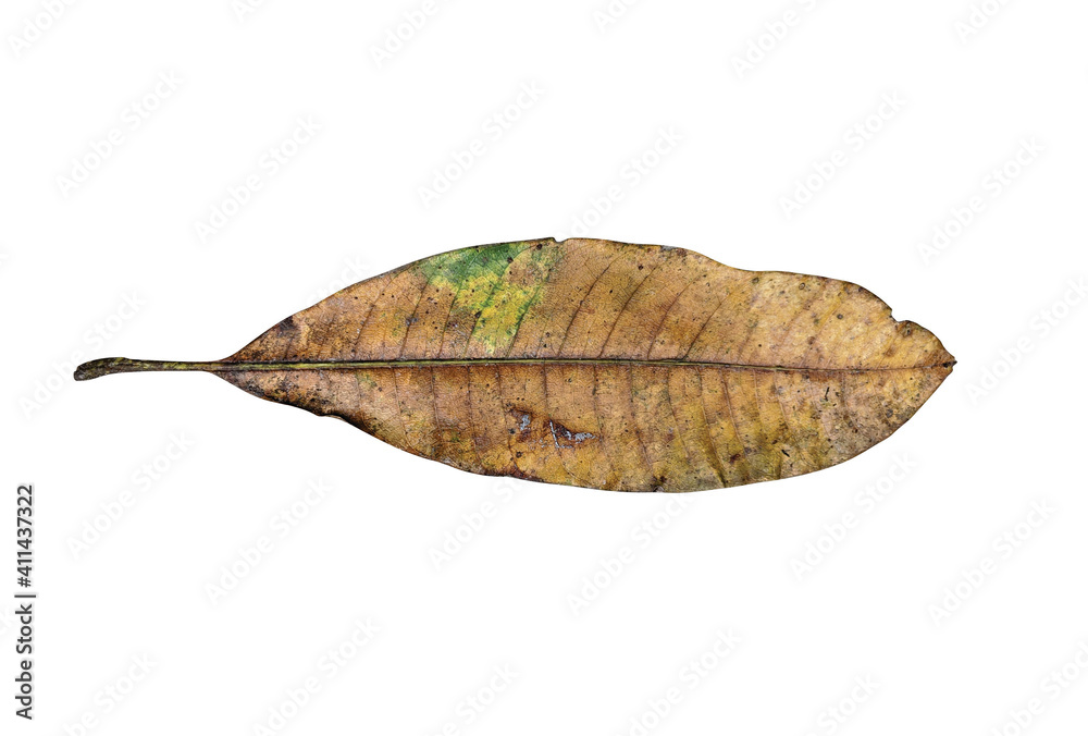Manalagi mango leaf isolated on white background, brown leaf from south east asia Manalagi mango leaf isolated on white background, brown leaf from south east asia