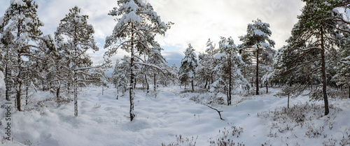 Fototapeta Naklejka Na Ścianę i Meble -  Panoramic winter landscape from the bog, snow-covered bog pines after heavy snow, beautiful winter day