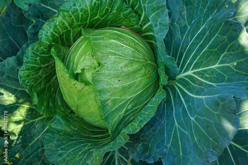 Close up top view of Cabbage in the garden.
