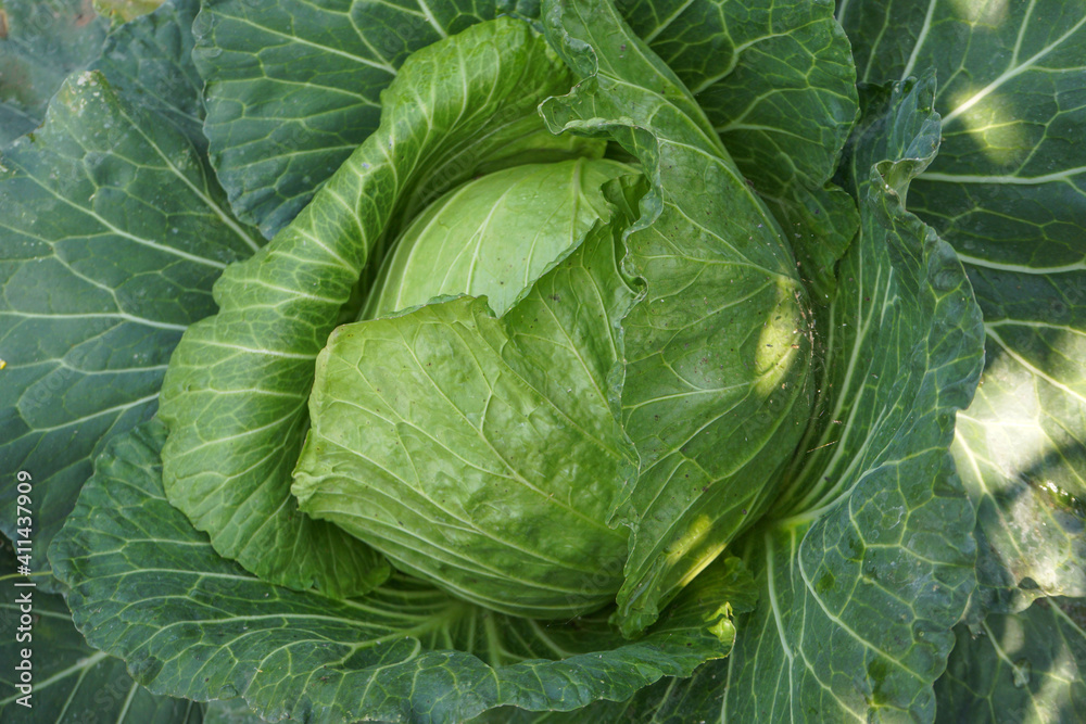 Close up top view of Cabbage in the garden. Close up top view of Cabbage in the garden.