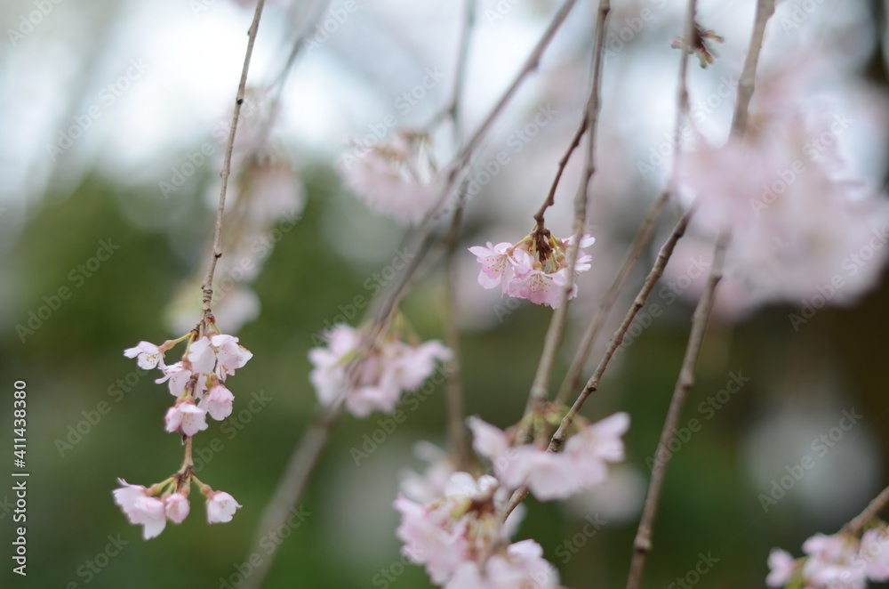 金仙寺のしだれ桜 クローズアップ 金仙寺のしだれ桜 クローズアップ