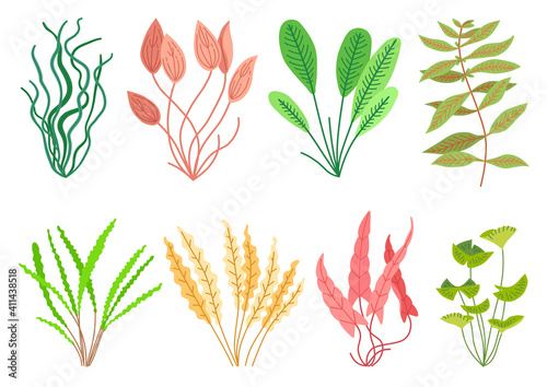Cute cartoon aquarium seaweeds set. Flat style Illustrations for children. Collection of underwater planting, wildlife nature