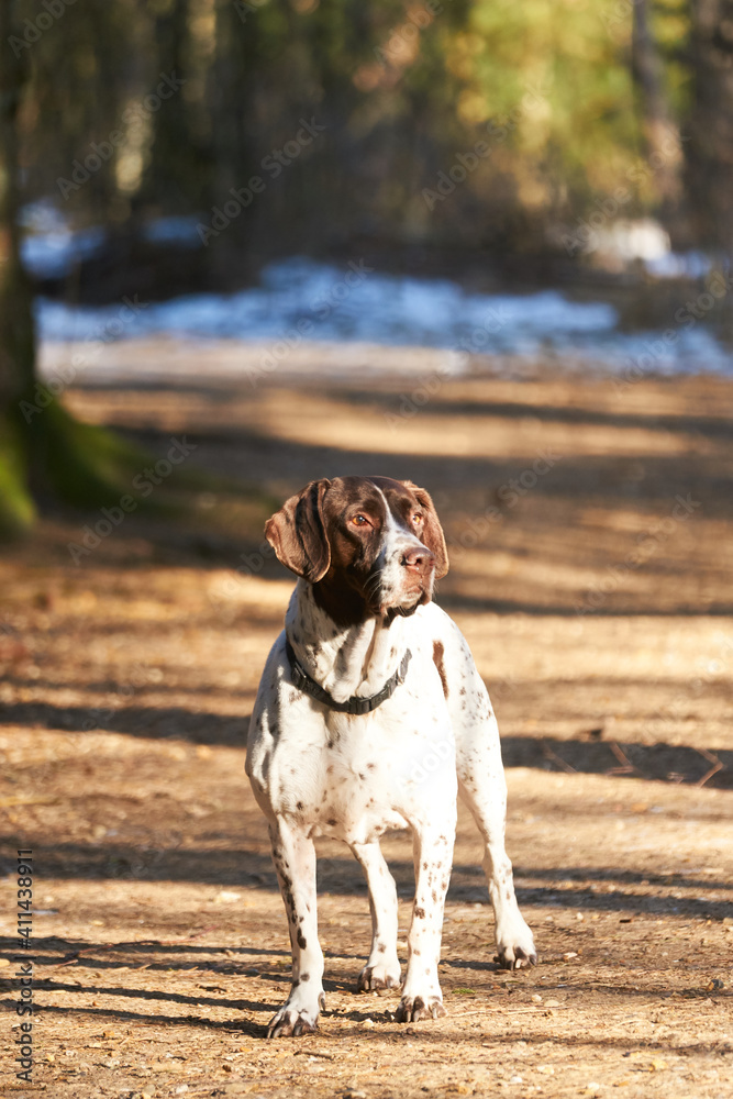 Old danish pointer dog standing on path in the forest