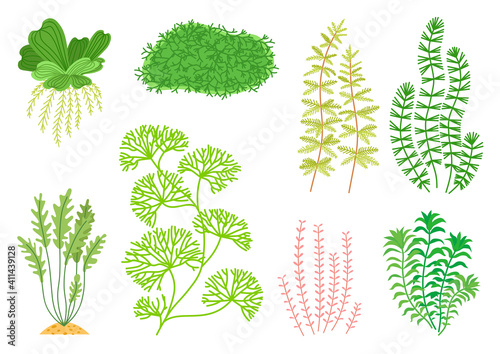 Cute cartoon aquarium seaweeds set. Flat style Illustrations for children. Collection of underwater planting, wildlife nature
