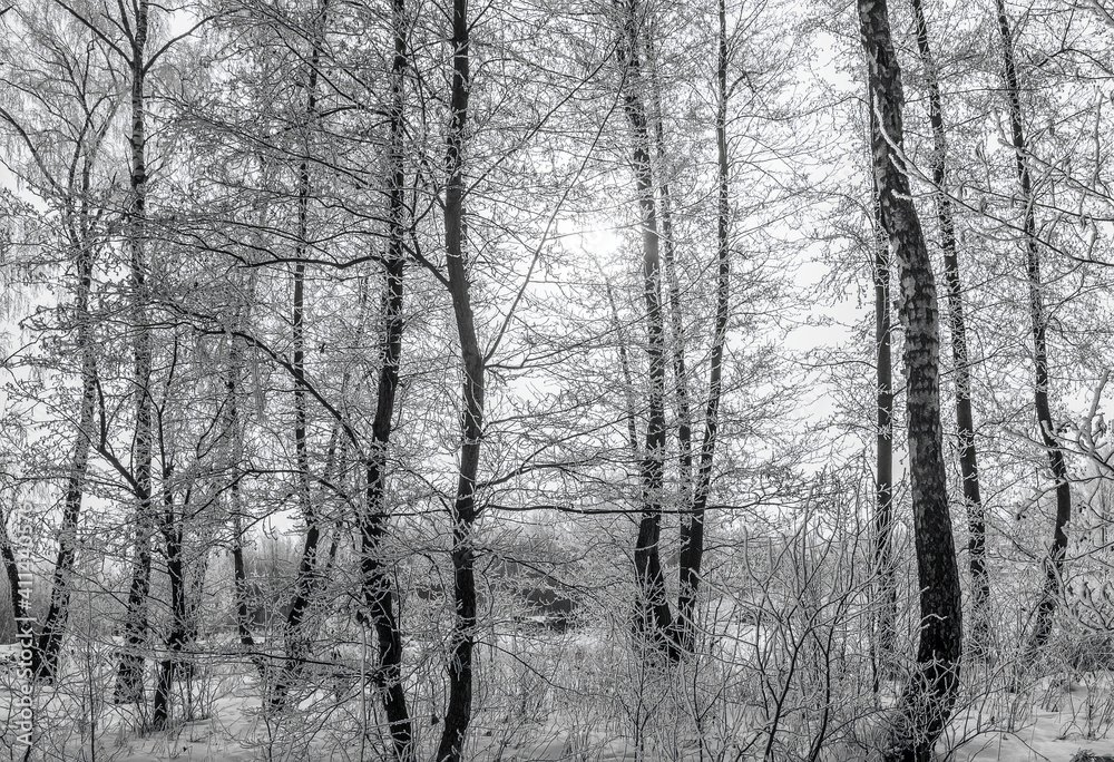 Obraz premium frozen grove after a snowfall on a winter cloudy day. Trees and branches covered with frost and ice.