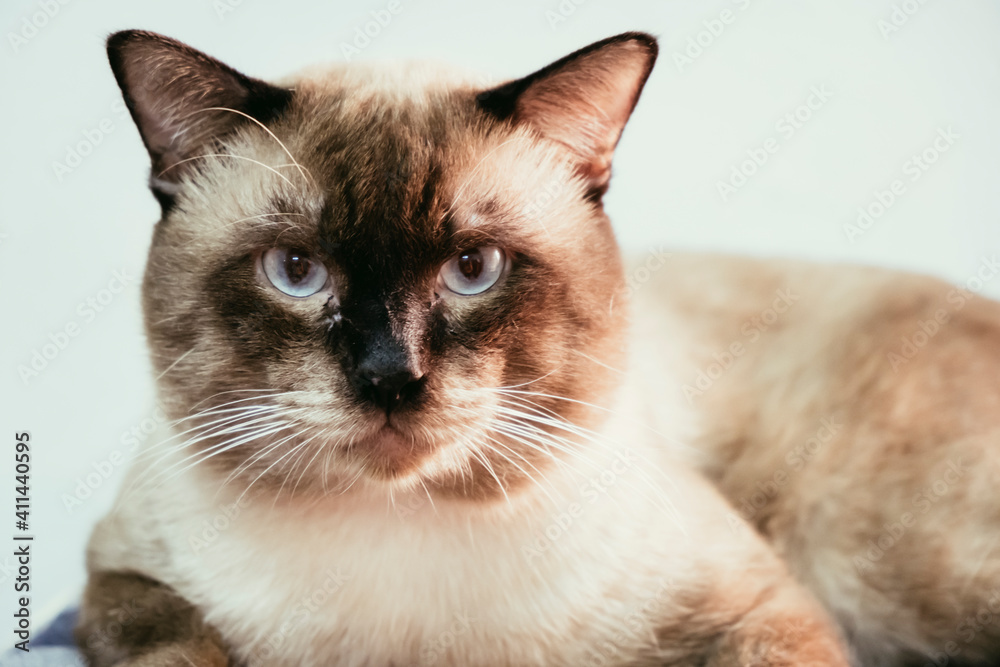  Portrait of Siamese cat. Thai cat in brown tone 