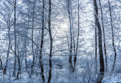 frozen grove after a snowfall on a winter cloudy day. Trees and branches covered with frost and ice.