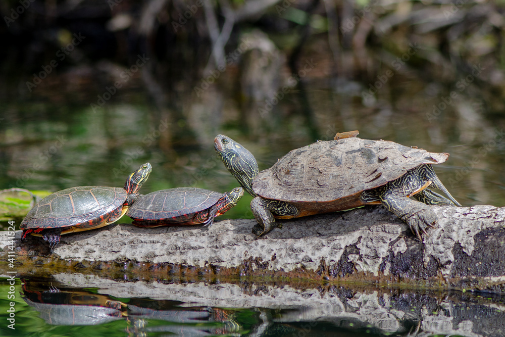 Obraz premium Turtles warming under the sun by the lake