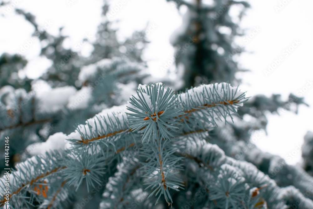Blue fir trees covered with white snow