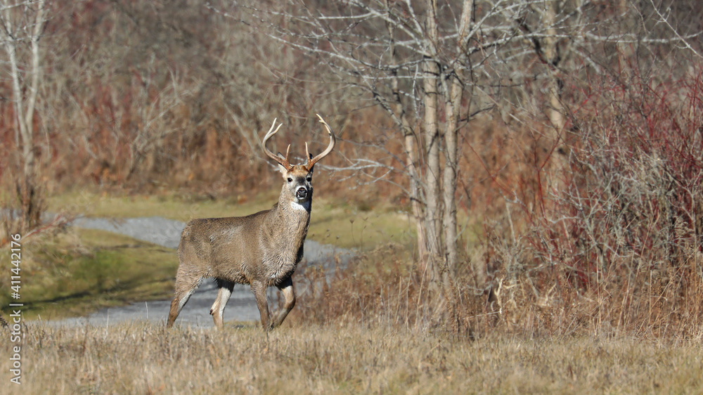 Obraz premium White tail Buck