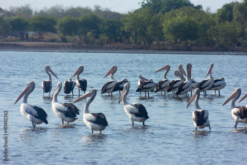 Group of pelicans on the lake, Dili Timor Leste © Sigitpramono