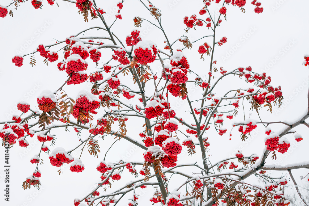 Red mountain ash berries covered in snow
