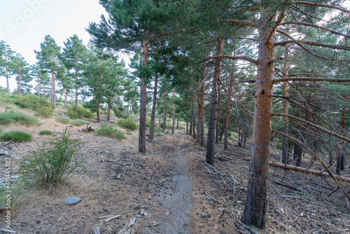 dirt road between a pine forest in Sierra Nevada