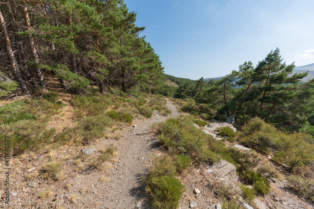 dirt road between a pine forest in Sierra Nevada