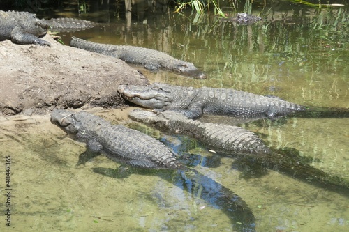 Alligators in the pond on Florida wild  closeup