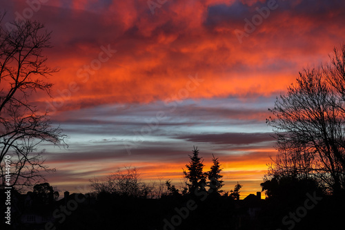Rural Winter sunset with seasonal leafless trees and pine tree on the background. Suburbs area of London.