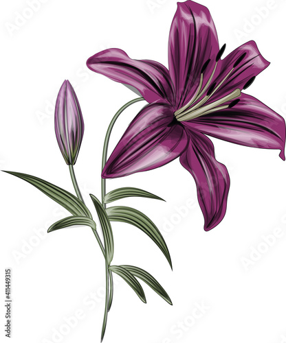 Fototapeta Naklejka Na Ścianę i Meble -  Violet  Lily Flowers vector - Detailed vector flower
