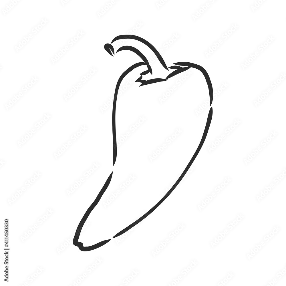 Sweet pepper. Vector hand drawn vegetables isolated on white background. bell pepper, vector sketch illustration Sweet pepper. Vector hand drawn vegetables isolated on white background. bell pepper, vector sketch illustration