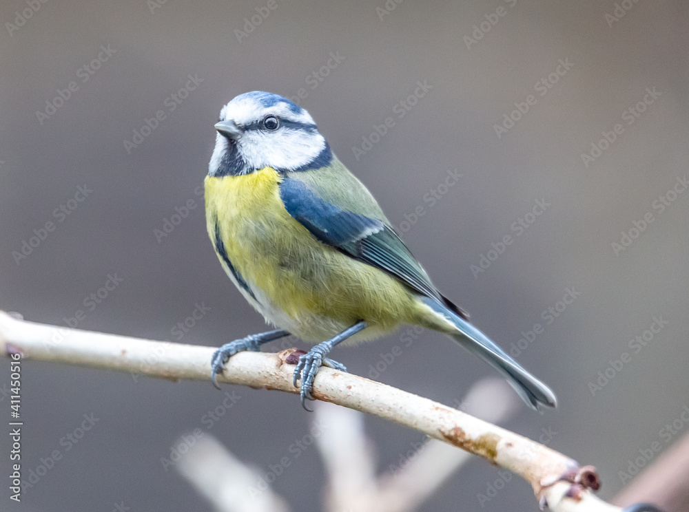 Obraz premium blue tit on a branch