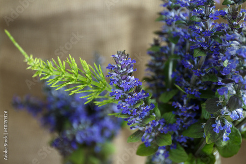 Ajuga reptans or bugle  bugleweed  blue bugle. Blue flowers close up. Bouquet of wild blue flowers with a green branch of field horsetail